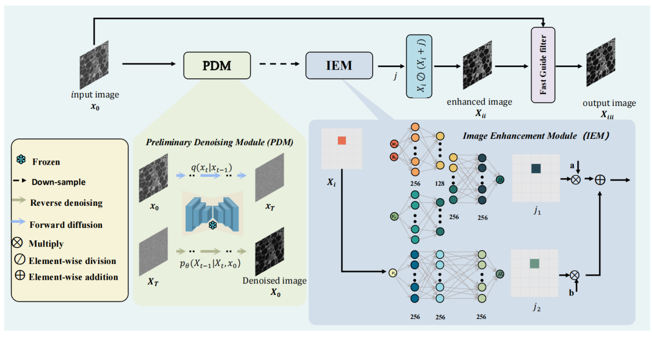 暗光下可见光Micro-OCT图像的无监督增强网络及其跨模态应用-《IEEE Transactions On Biomedical Engineering》论文